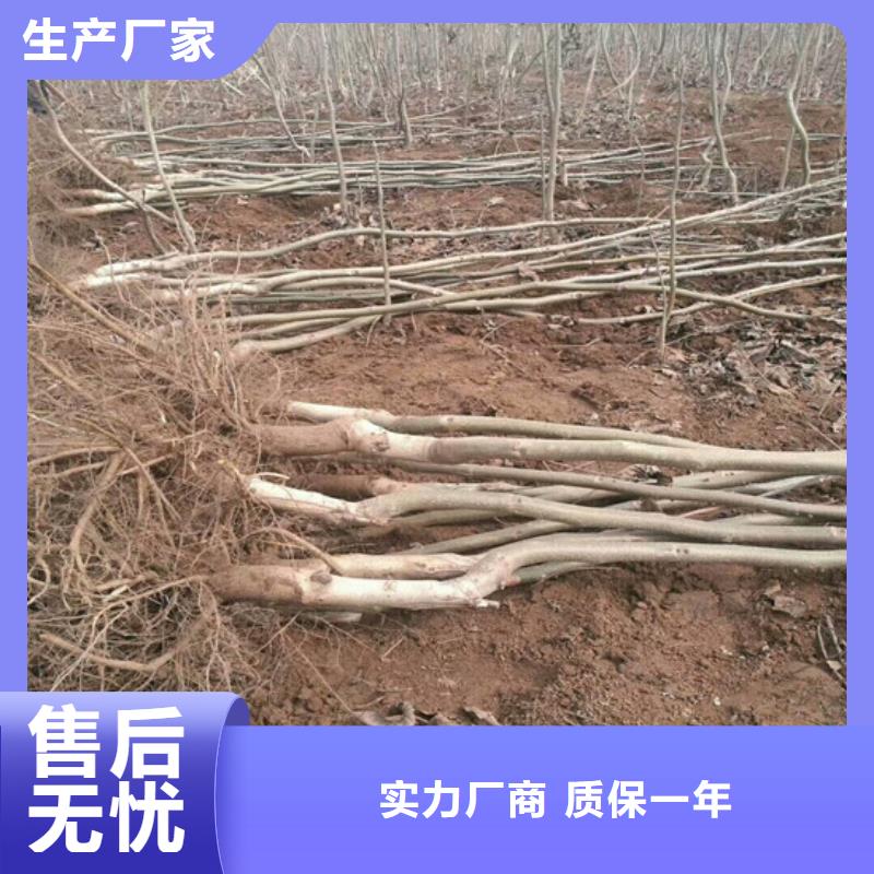 【核桃苗】天仙醉草莓苗您身边的厂家