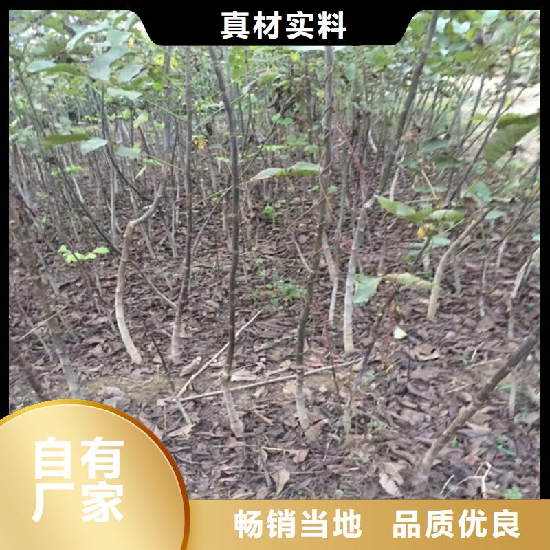 原生核桃树苗栽植密度