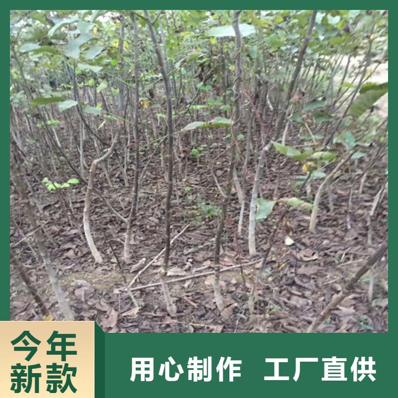 矮化核桃苗哪里好