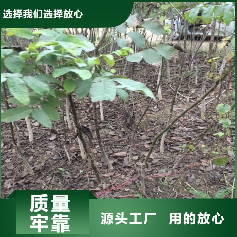 核桃苗徐香猕猴桃树苗支持加工定制