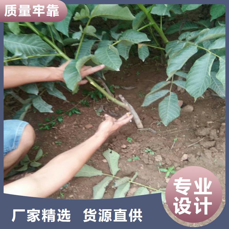 【核桃苗果树苗当地货源】