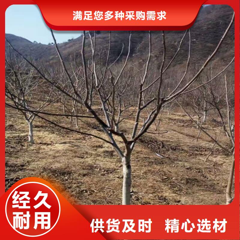 核桃苗_樱桃苗基地今年新款