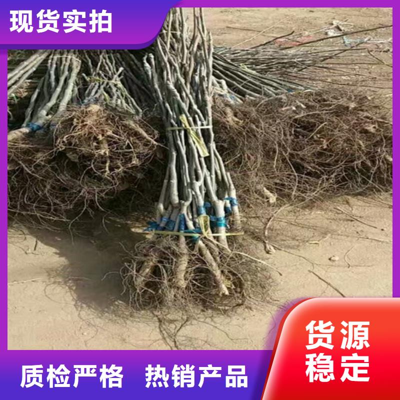 核桃苗_毛蟠桃树苗用心做品质