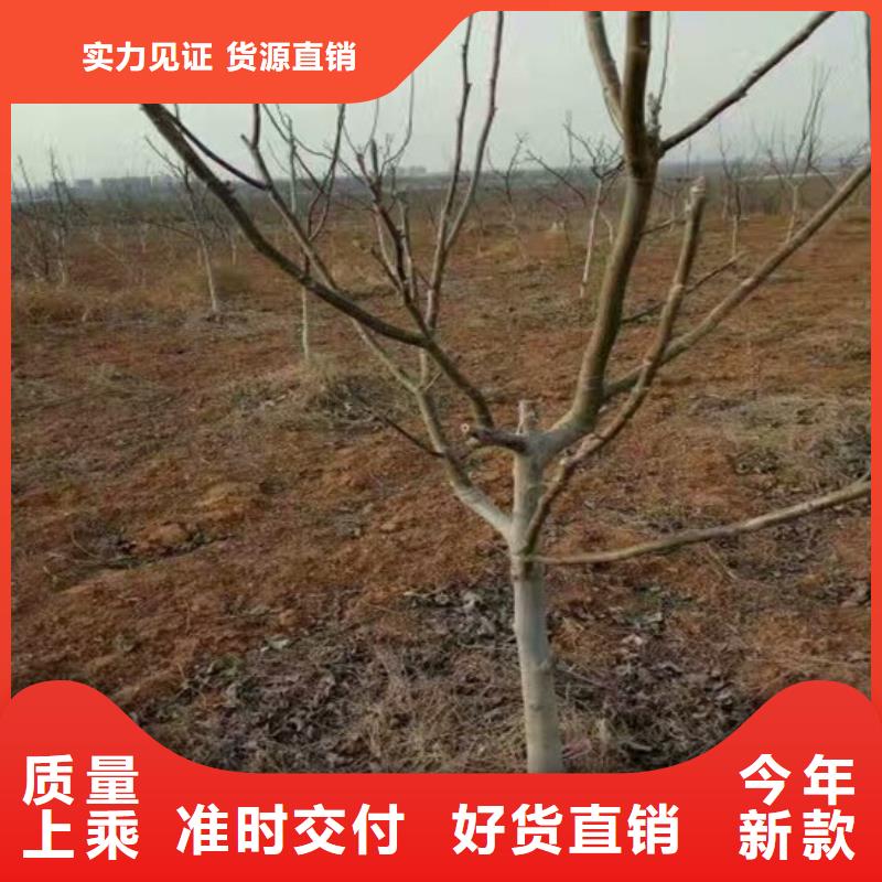 清香核桃苗便宜价格