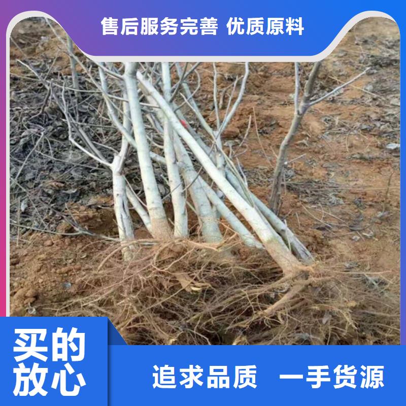 核桃苗白桃树苗出厂价