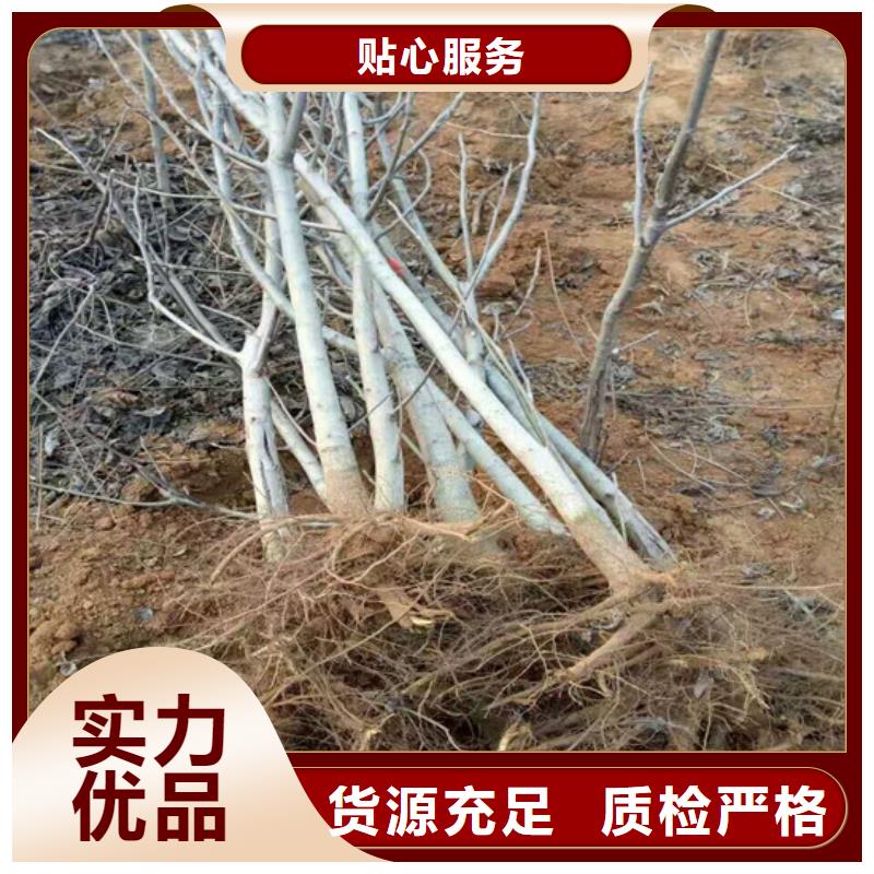 【核桃苗苹果苗大厂家实力看得见】