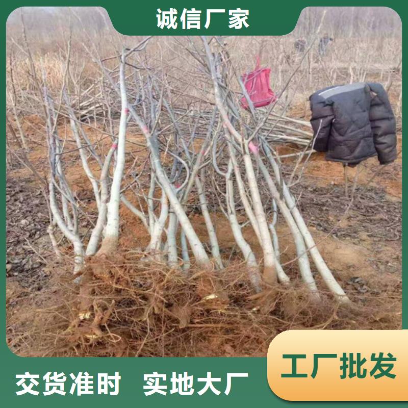 核桃苗-珍珠枣油桃树苗种类丰富