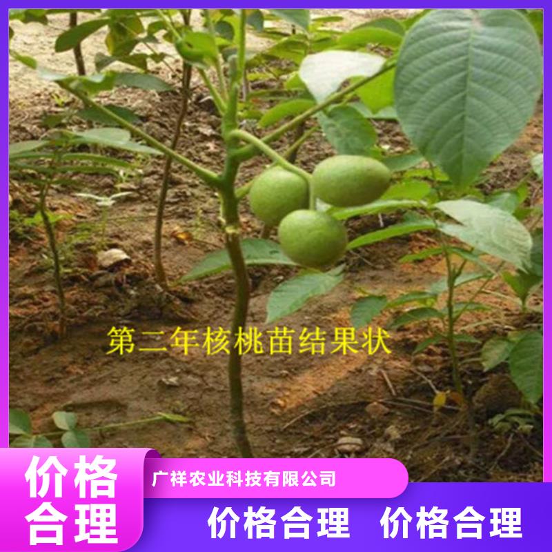 核桃苗【草莓苗价格】厂家现货批发