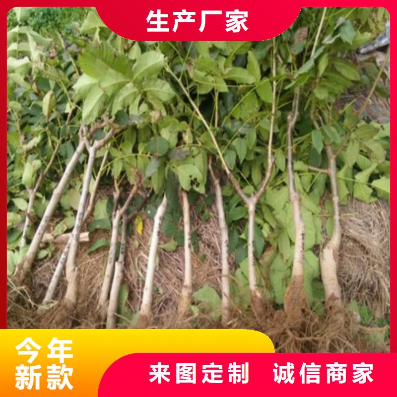 核桃苗大棚草莓苗实地大厂