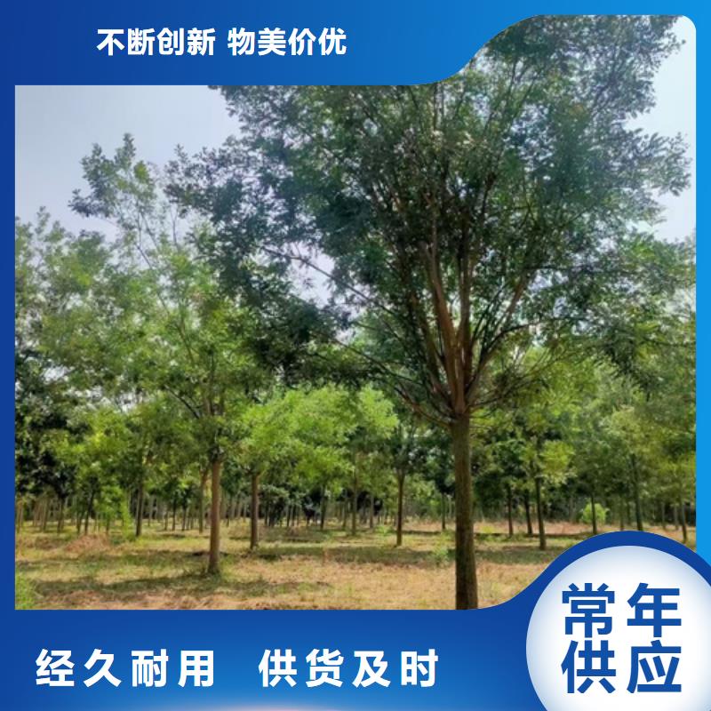 法桐小苗质量放心苗木基地