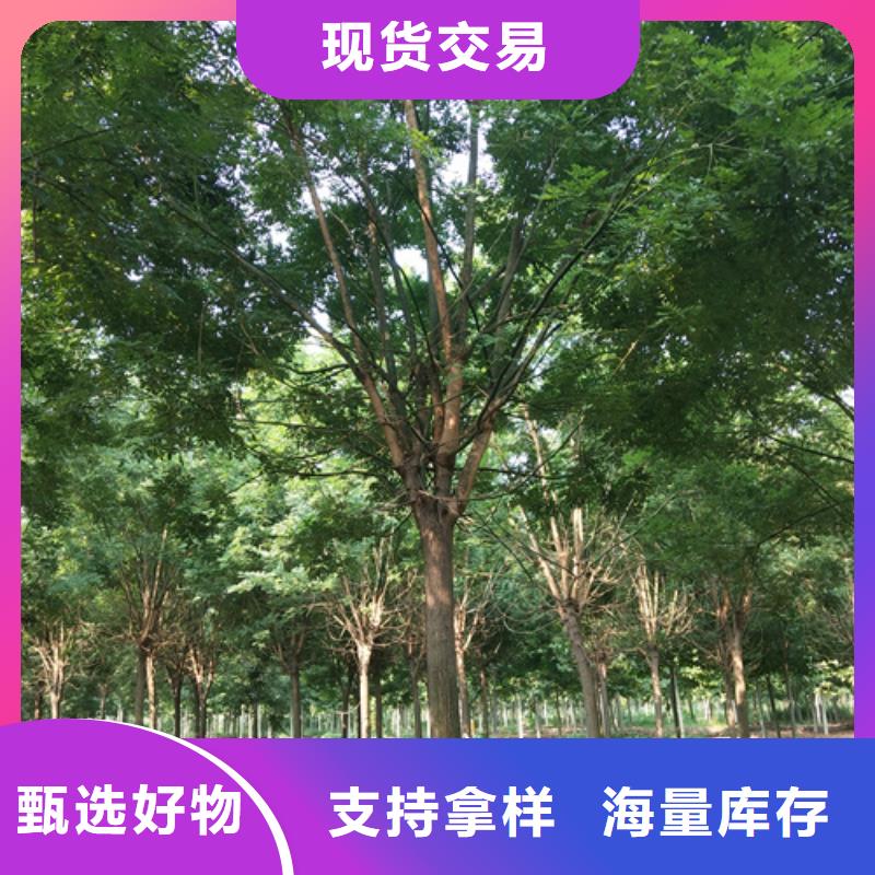 法桐价格质量放心苗木基地