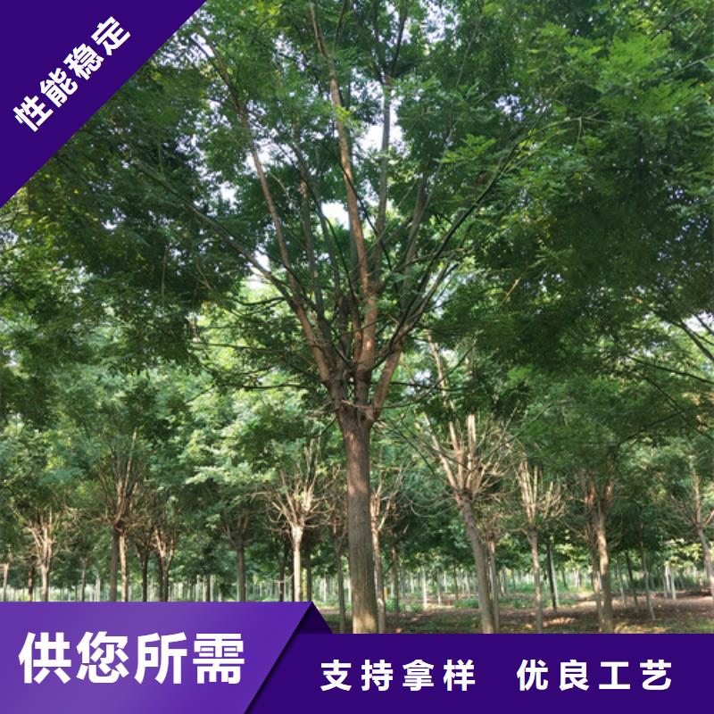 翌昊苗木种植基地法桐小苗值得信赖