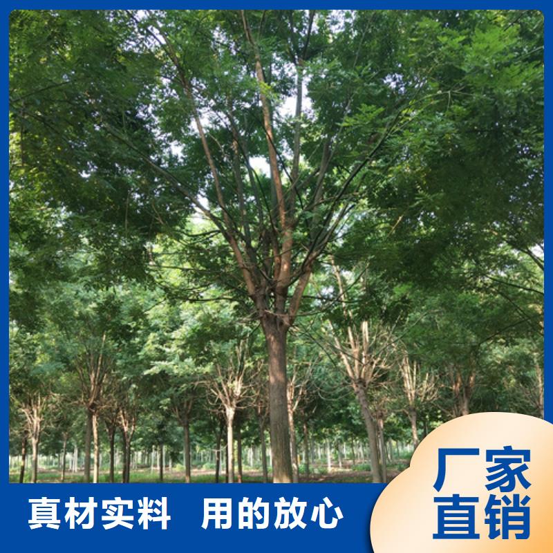 法桐价格质量放心苗木基地