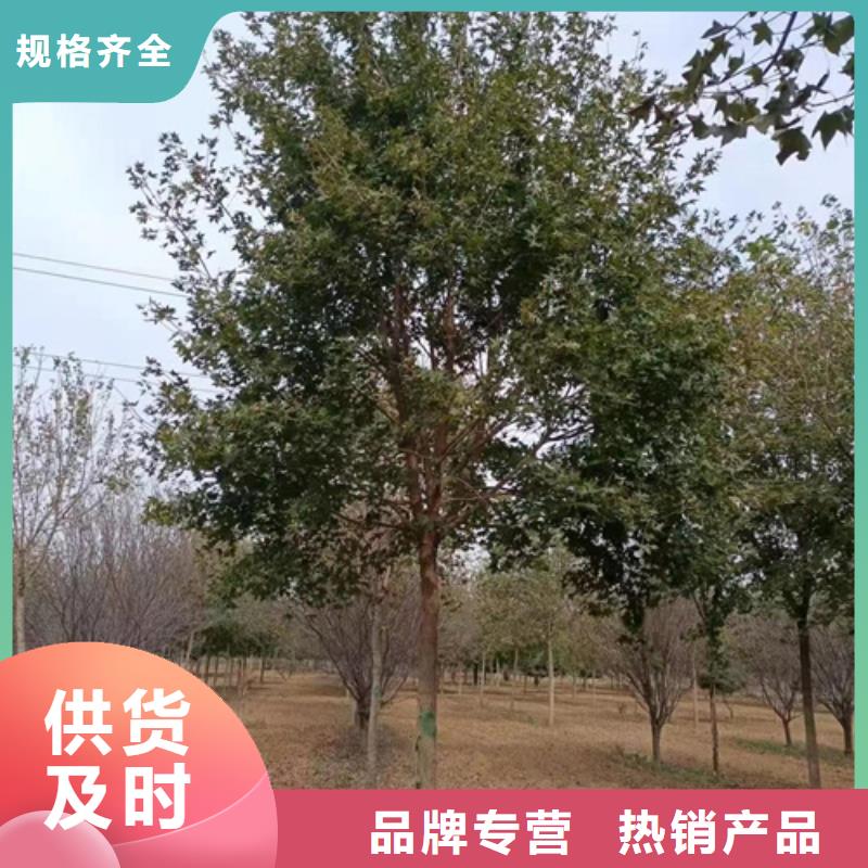 造型法桐种植基地绿化苗木