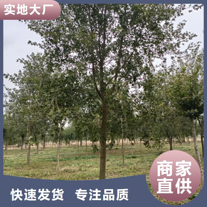 法桐小苗种植基地苗木基地