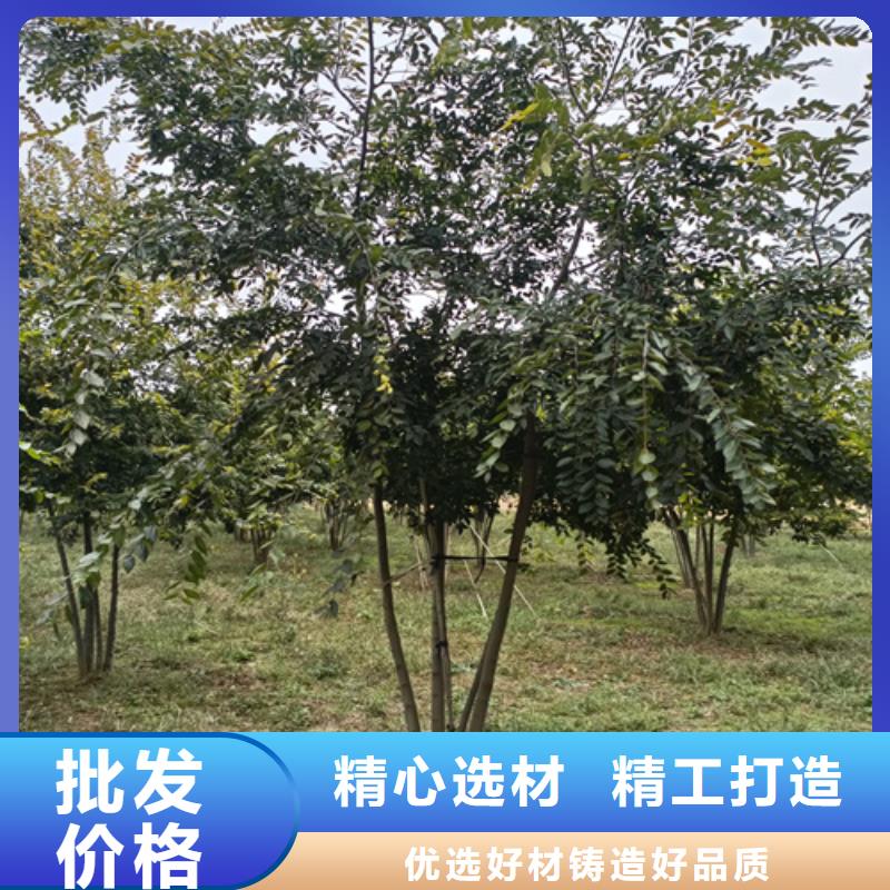 法桐价格种植基地绿化苗木