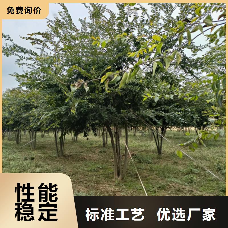 速生法桐量大从优苗木基地