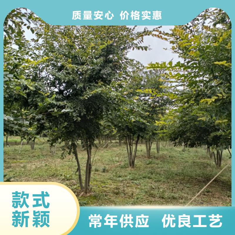 法桐种植基地绿化苗木