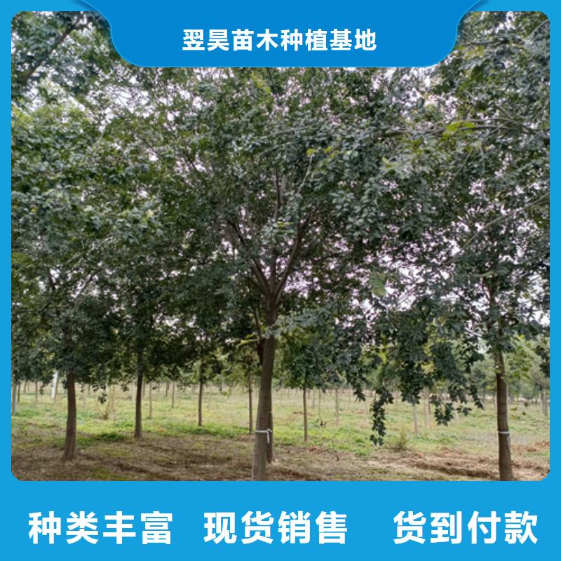 法桐价格种植基地苗木基地