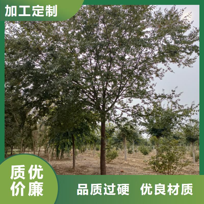 法桐价格种植基地绿化苗木