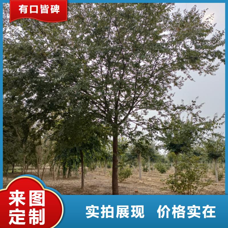 翌昊苗木种植基地法桐小苗值得信赖