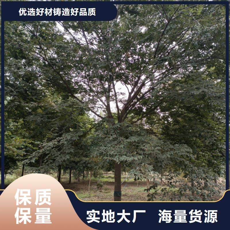 法桐价格合理苗木基地