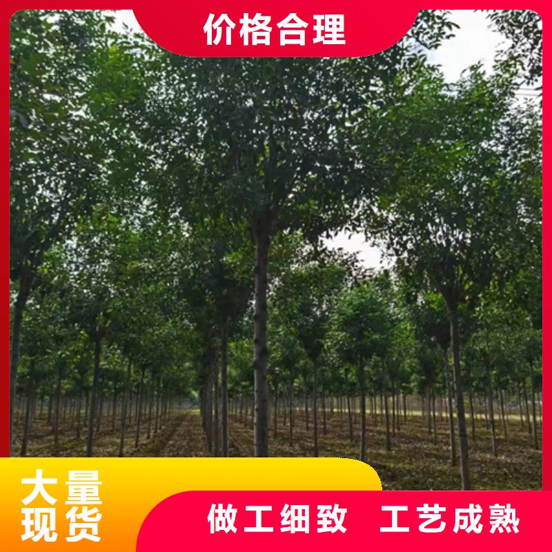 法桐小苗质量可靠绿化乔木