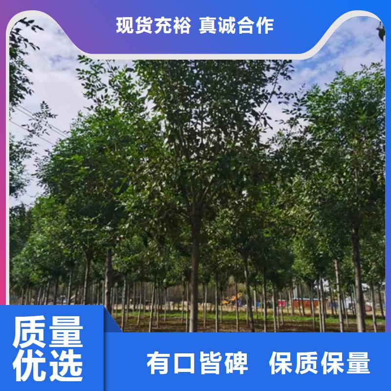 质量可靠的造型法桐基地