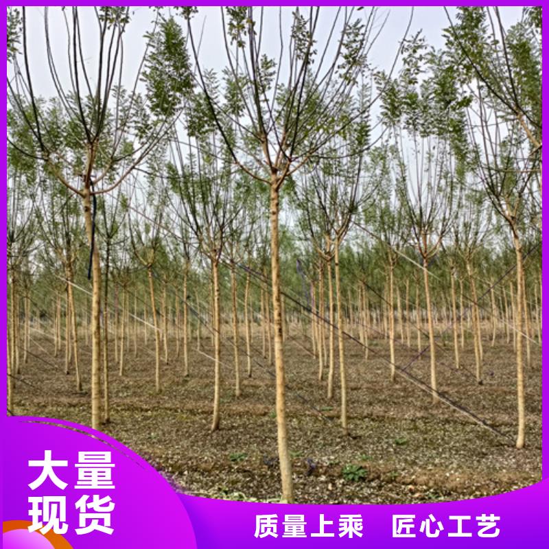 法桐小苗价格-定制_翌昊苗木种植基地