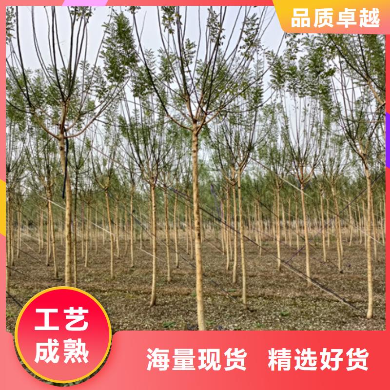 造型法桐种植基地绿化乔木