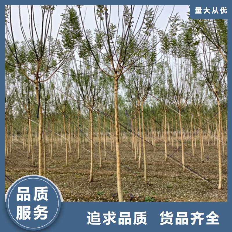 造型法桐公司_翌昊苗木种植基地