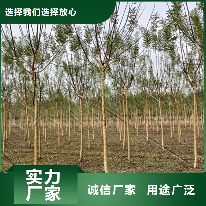 法桐价格种植基地绿化苗木