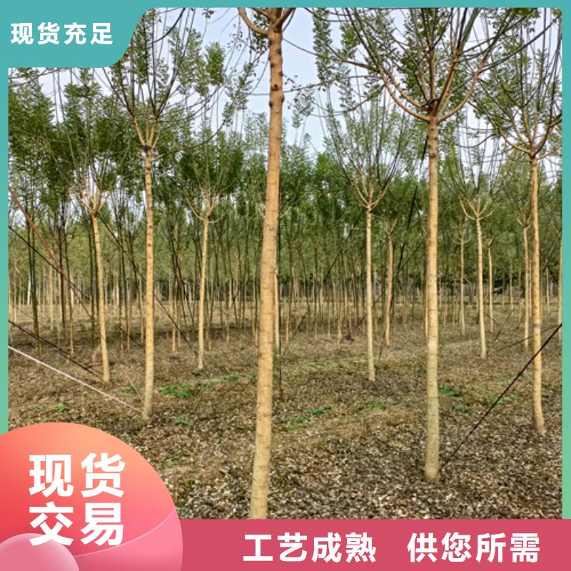 法桐小苗质量放心绿化苗木