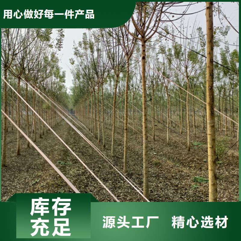 法桐小苗种植基地绿化苗木