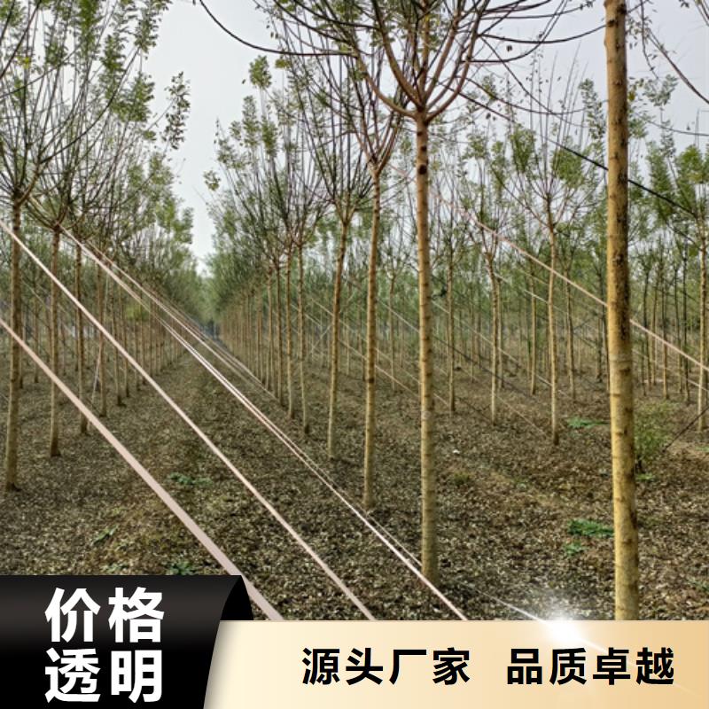 翌昊苗木种植基地法桐行情合作案例多