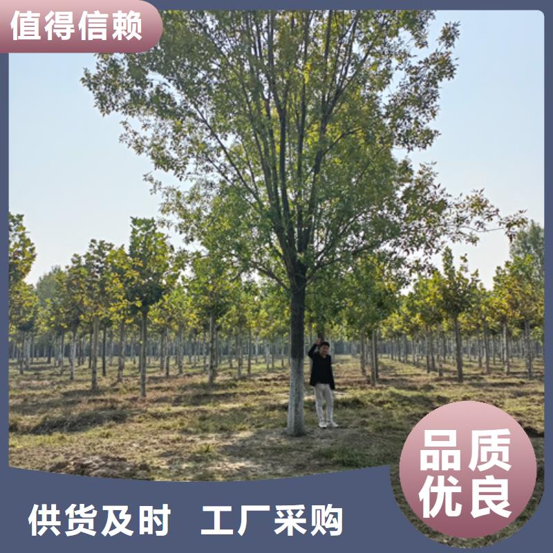 法桐质量放心苗木基地