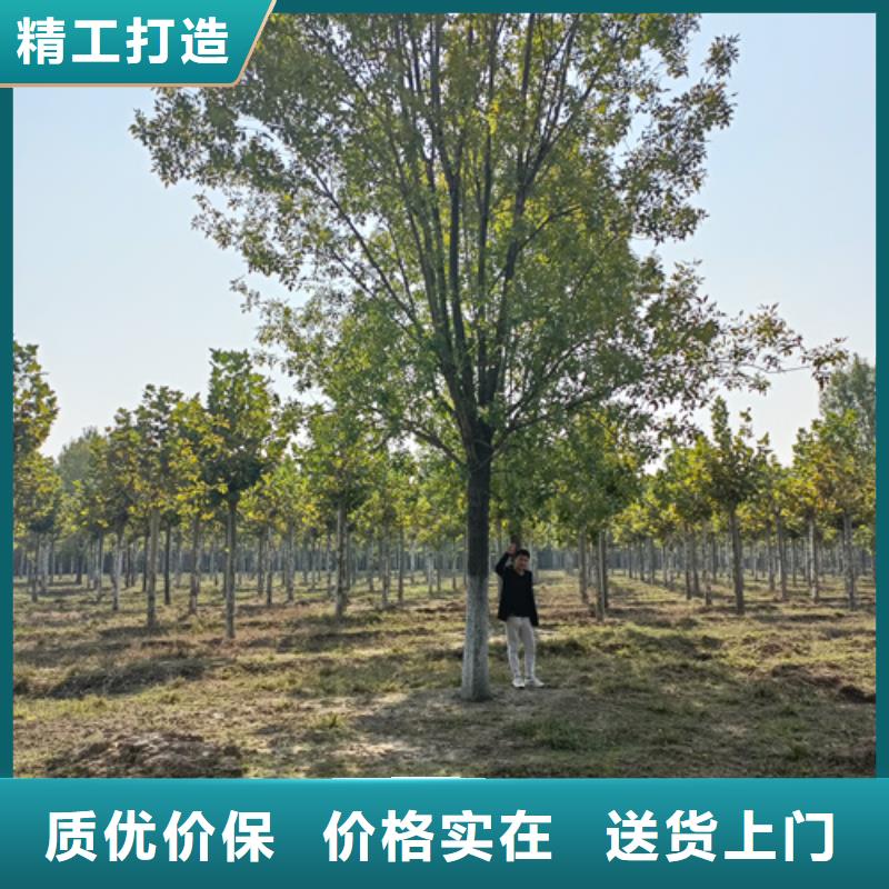 法桐价格欢迎电询苗木基地