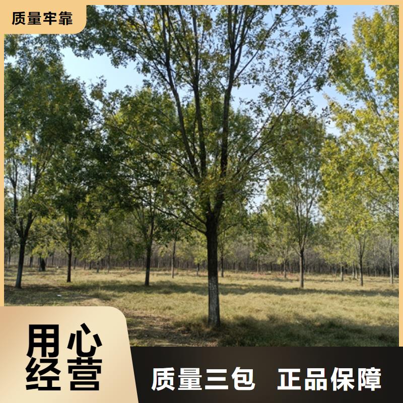 法桐货源充足苗木基地