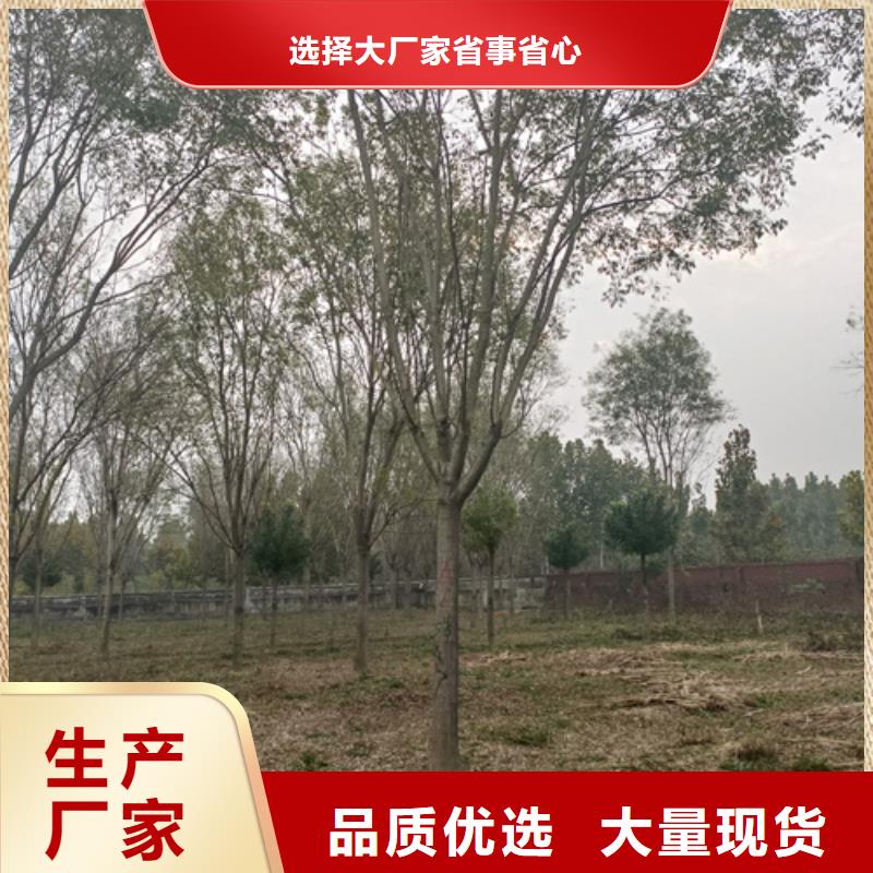 优质的法桐基地-实体厂家可定制