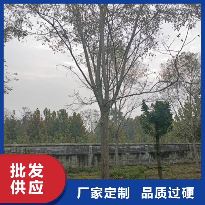 法桐量大从优苗木基地