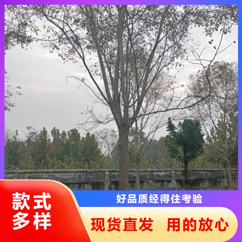 法桐小苗种植基地绿化苗木