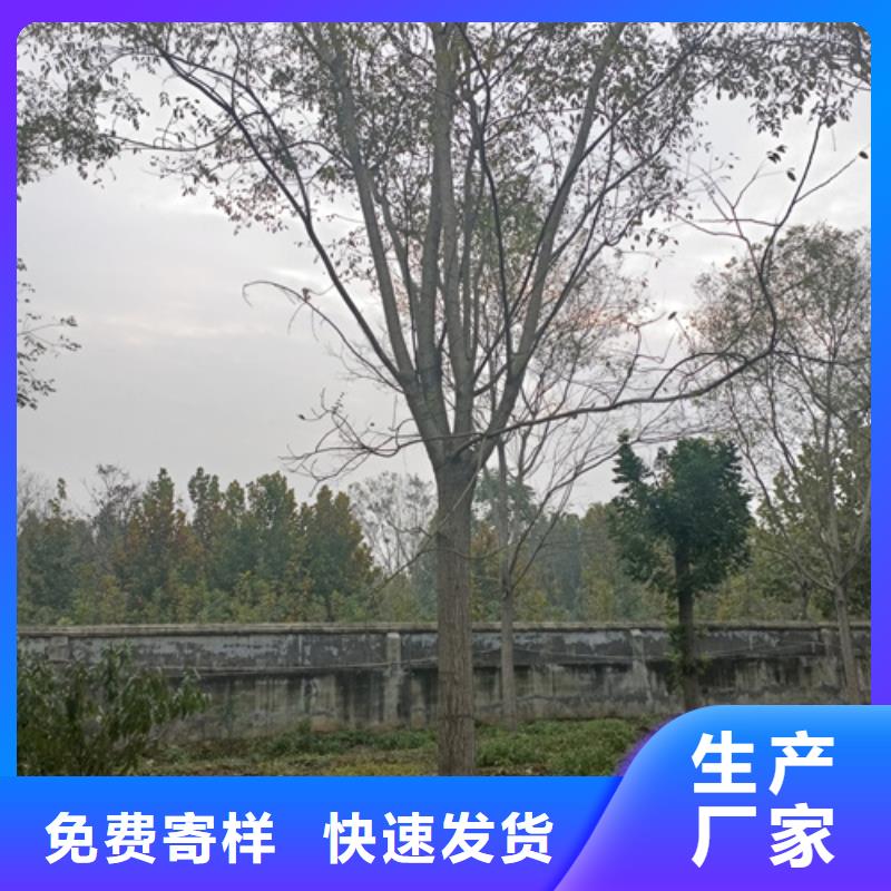 法桐价格欢迎电询苗木基地