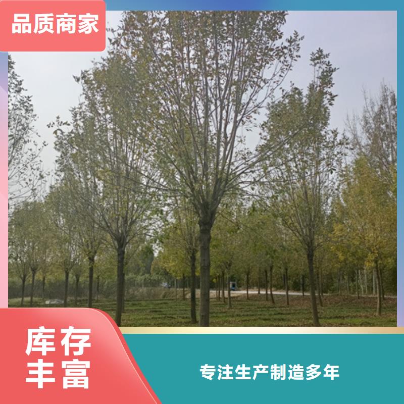 销售法桐-翌昊苗木种植基地