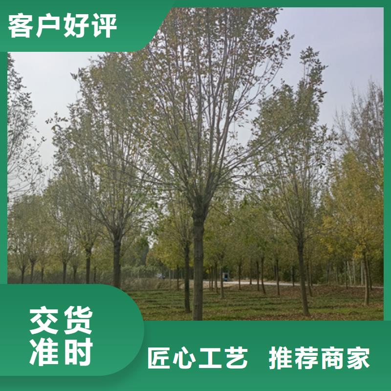 速生法桐品牌-报价_翌昊苗木种植基地