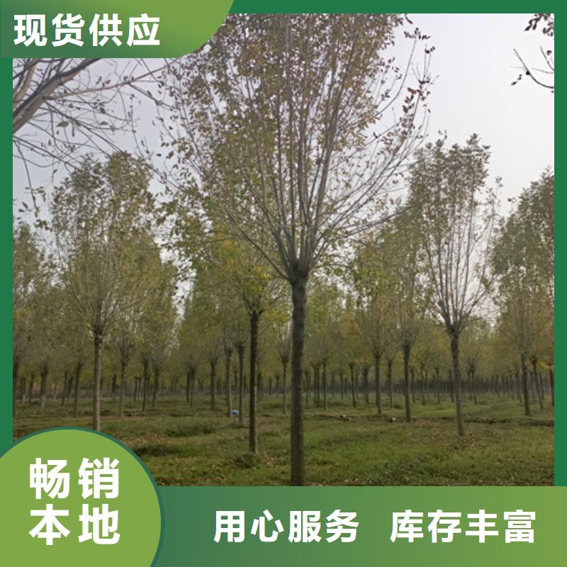 法桐小苗种植基地绿化乔木