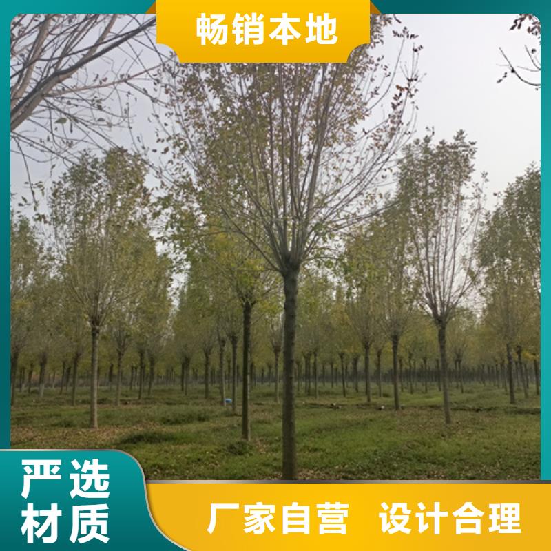 法桐价格种植基地绿化苗木