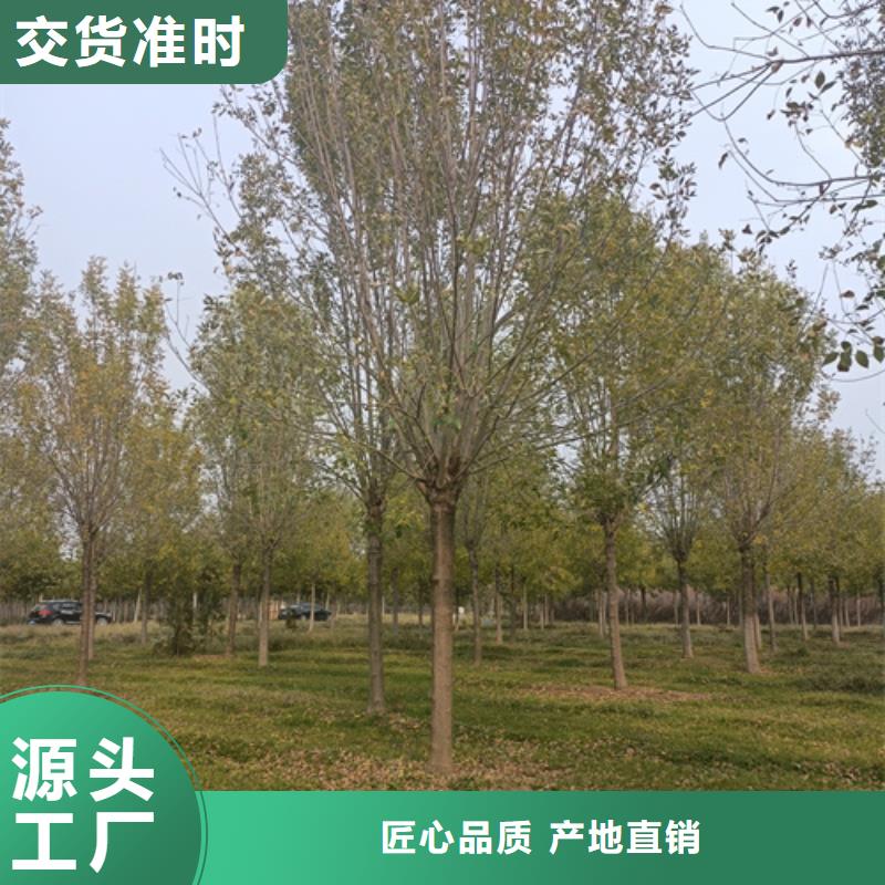 法桐价格价格合理苗木基地