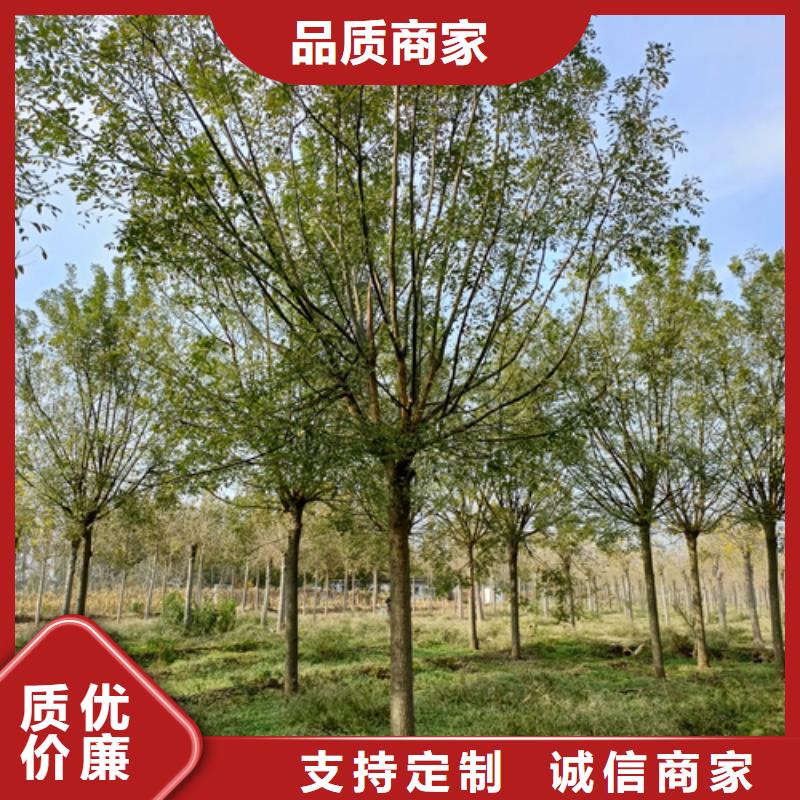 法桐价格种植基地绿化苗木