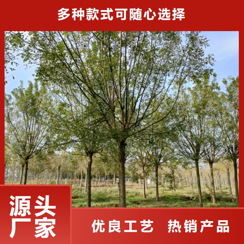 法桐质量放心苗木基地