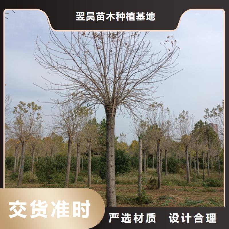 法桐行情种植基地绿化乔木